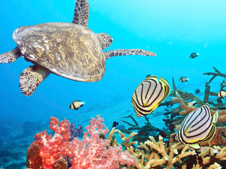 Butterflyfishes and turtle